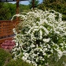 Spiraea X Vanhouttei Levgold Firegold First Editions Spirea 3 gal. Container