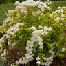 Spiraea X Vanhouttei Levgold Firegold First Editions Spirea 3 gal. Container