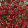 Coreopsis Verticillata Sizzle & Spice Hot Paprika Tickseed 1 gal. Container