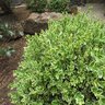 Buxus sempervirens Variegata Variegated Boxwood Pyramidal 24 in. Height Ball and Burlap