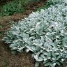 Stachys Byzantina Lambs Ear 2 gal. Container
