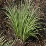 Acorus Gramineus Variegatus Grassy-leaved Sweet Flag SP5 Container