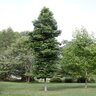 Liquidambar Styraciflua Slender Silhouette Sweetgum 2 in. Caliper Ball and Burlap