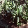 Aspidistra Elatior Cast Iron Plant 10 in. Container