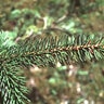 Picea Abies Gregoryana Parsonii Norway Spruce