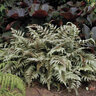 Athyrium Niponicum var. Pictum Ursulas Red Japanese Painted Fern
