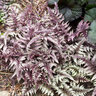 Athyrium Niponicum var. Pictum Ursulas Red Japanese Painted Fern
