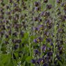 Baptisia X Decadence Dutch Chocolate False Indigo