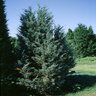Juniperus Scopulorum Moonglow Rocky Mountain Juniper 6 ft. Height Ball and Burlap