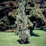 Juniperus Scopulorum Skyrocket Rocky Mountain Juniper 6 ft. Height Ball and Burlap