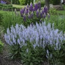 Salvia Nemorosa Color Spires Crystal Blue Proven Winners Woodland Sage 2 gal. Container
