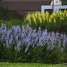 Salvia Nemorosa Color Spires Crystal Blue Proven Winners Woodland Sage 2 gal. Container