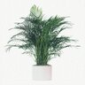 Chrysalidocarpus Lutescens Areca Palm 10 in. Container