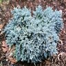 Juniperus Squamata Blue Star Singleseed Juniper 3 gal. Container