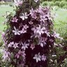Clematis Hagley Hybrid Late Large-flowered Clematis