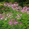 Cleome Hassleriana Spider Flower 606 (6 Cell) Container