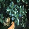 Crassula ovata Jade Plant 6 in. Container