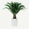 Cycas Revoluta Sago Palm 10 in. Container