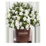 Gardenia Jasminoides Jubilation Cape Jasmine 1 gal. Container