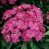 Dianthus Barbatus Barbarini Rose Dwarf Sweet William
