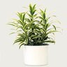 Dracaena Reflexa Song of India Dracaena10 in. Container