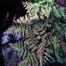 Dryopteris Atrata Autumn Fern