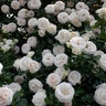 Rosa X White Eden Climbing Rose 10 gal. Container