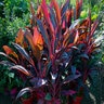 Cordyline Terminalis Ruby Dracaena 1 gal. Container