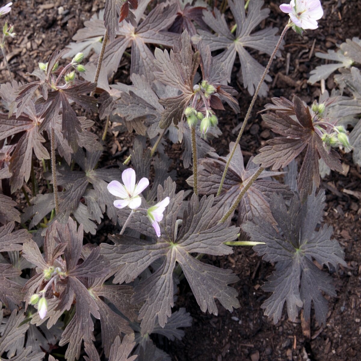 Geranium Maculatum Espresso Geranium | SiteOne US