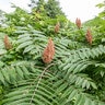 Rhus Glabra var. Cismontana Smooth Sumac