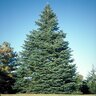 Abies Concolor White Fir