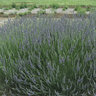 Lavandula X Intermedia Dilly Dilly Lavender