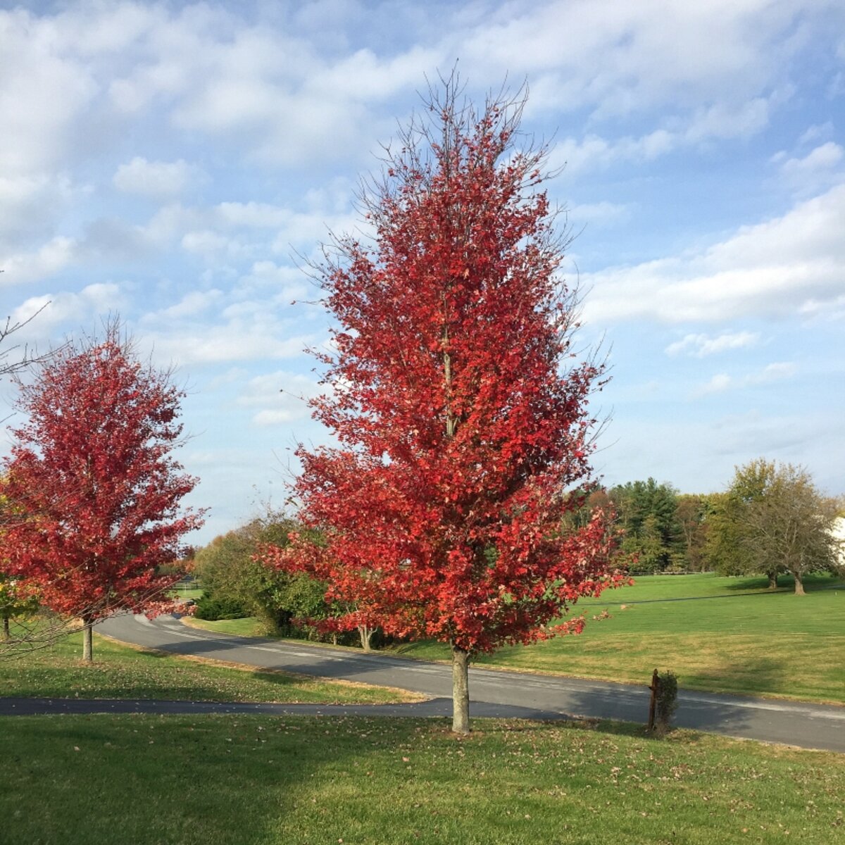 Acer x freemanii Autumn Blaze Freeman Maple | SiteOne US