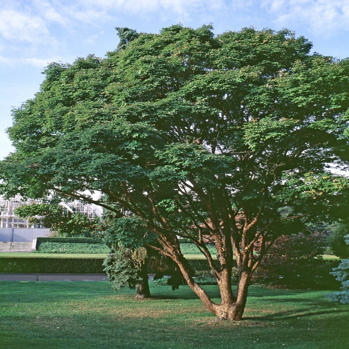 Acer Griseum Paperbark Maple | SiteOne US