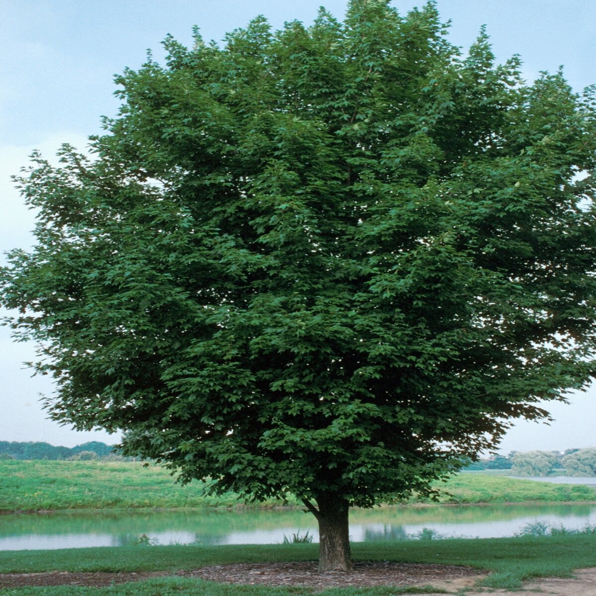 Acer miyabei State Street Miyabe Maple | SiteOne US