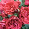 Rosa x Crimson Sky Climbing Rose 5 gal. Container