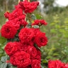 Rosa x Crimson Sky Climbing Rose 5 gal. Container