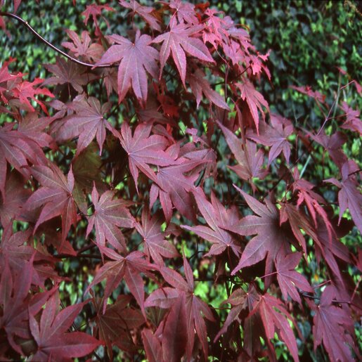 Acer palmatum 直径20～23㎝ 53個 Acer palmatum 'Orange Dream' - Jap