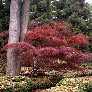 Acer Palmatum Burgundy Lace Japanese Maple