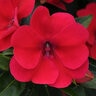Impatiens X Hybrida Bounce Interspecific Impatiens