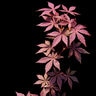 Acer Palmatum var. Dissectum Red Select Cutleaf Japanese Maple