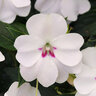 Impatiens X Hybrida Bounce Interspecific Impatiens