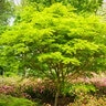 Acer Palmatum var. Dissectum Seiryu Cutleaf Japanese Maple
