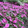 Impatiens Hawkeri Bounce Series Interspecific Impatiens 18 Count Flat