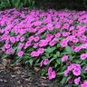 Impatiens Hawkeri Bounce Series Interspecific Impatiens 18 Count Flat