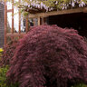 Acer Palmatum var. Dissectum Crimson Queen Cutleaf Japanese Maple
