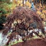 Acer Palmatum var. Dissectum Ornatum Cutleaf Japanese Maple