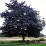 Acer Platanoides Crimson King Norway Maple