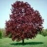 Acer Platanoides Royal Red Norway Maple