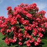 Rosa X Winners Circle Climbing Rose 3 gal. Container